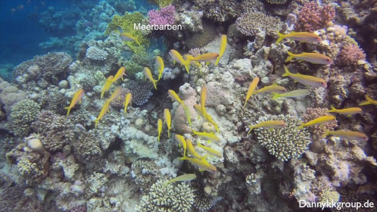 2# Tauch Safari: (Ras Trompi) Brothers Islands – Daedalus – Elphinstone