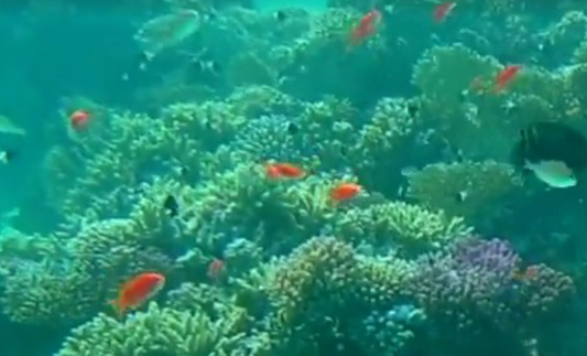 Tauchen in Marsa Alam Ägypten mit der Actioncam Rollei 426